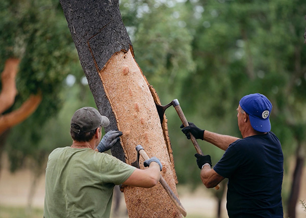 什么是软木橡胶？